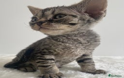 Devon Rex cats for sale: Devon Rex - Image 7