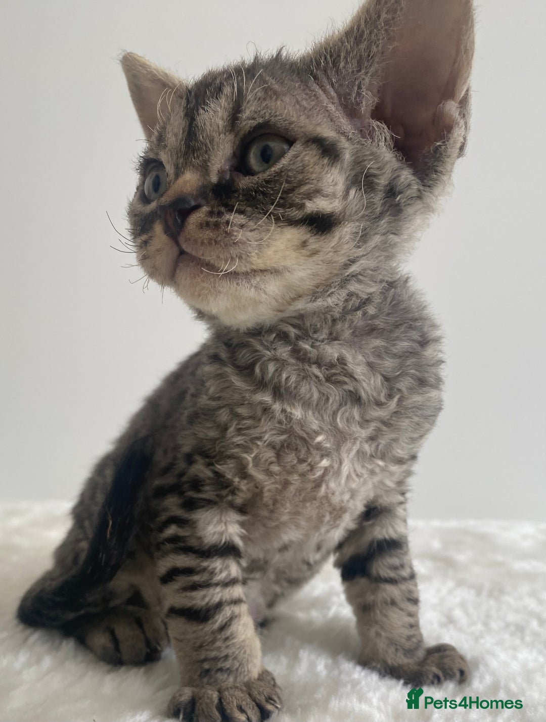 Devon Rex cats for sale: Devon Rex - Image 7