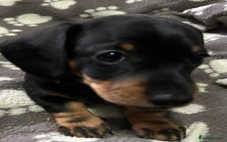 Miniature Dachshund dogs for sale: Stunning Miniature Dachshund Pups - Image 20
