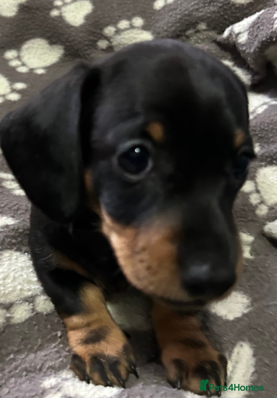 Miniature Dachshund dogs for sale: Stunning Miniature Dachshund Pups - Image 20