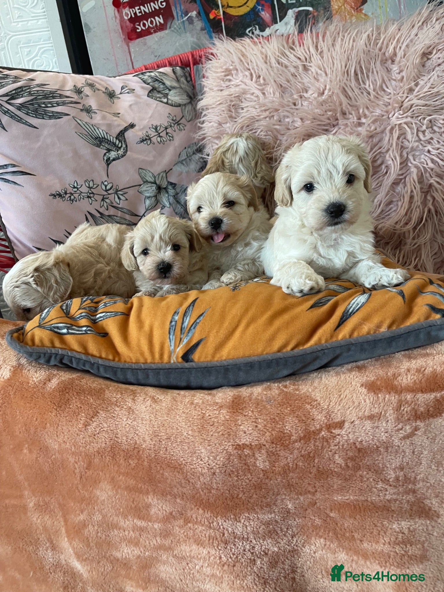 Maltipoo dogs Toy Maltipoos  - Advert 2