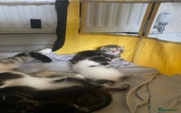 British Shorthair cats for sale: 4 kittens for sale  - Image 26