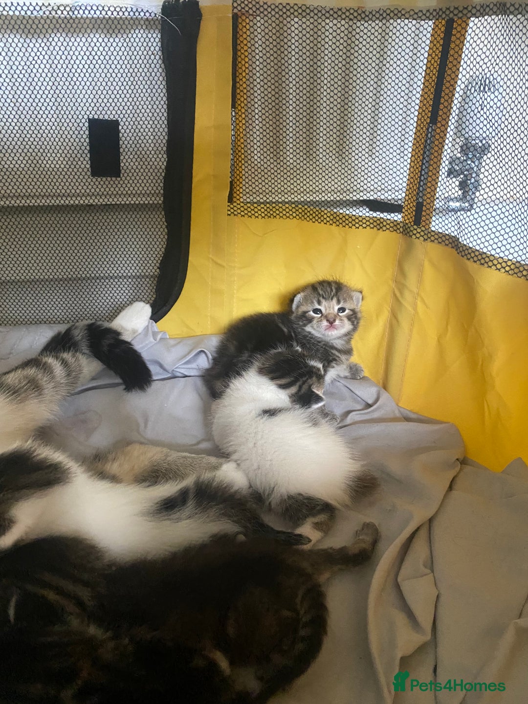 British Shorthair cats for sale: 4 kittens for sale  - Image 26