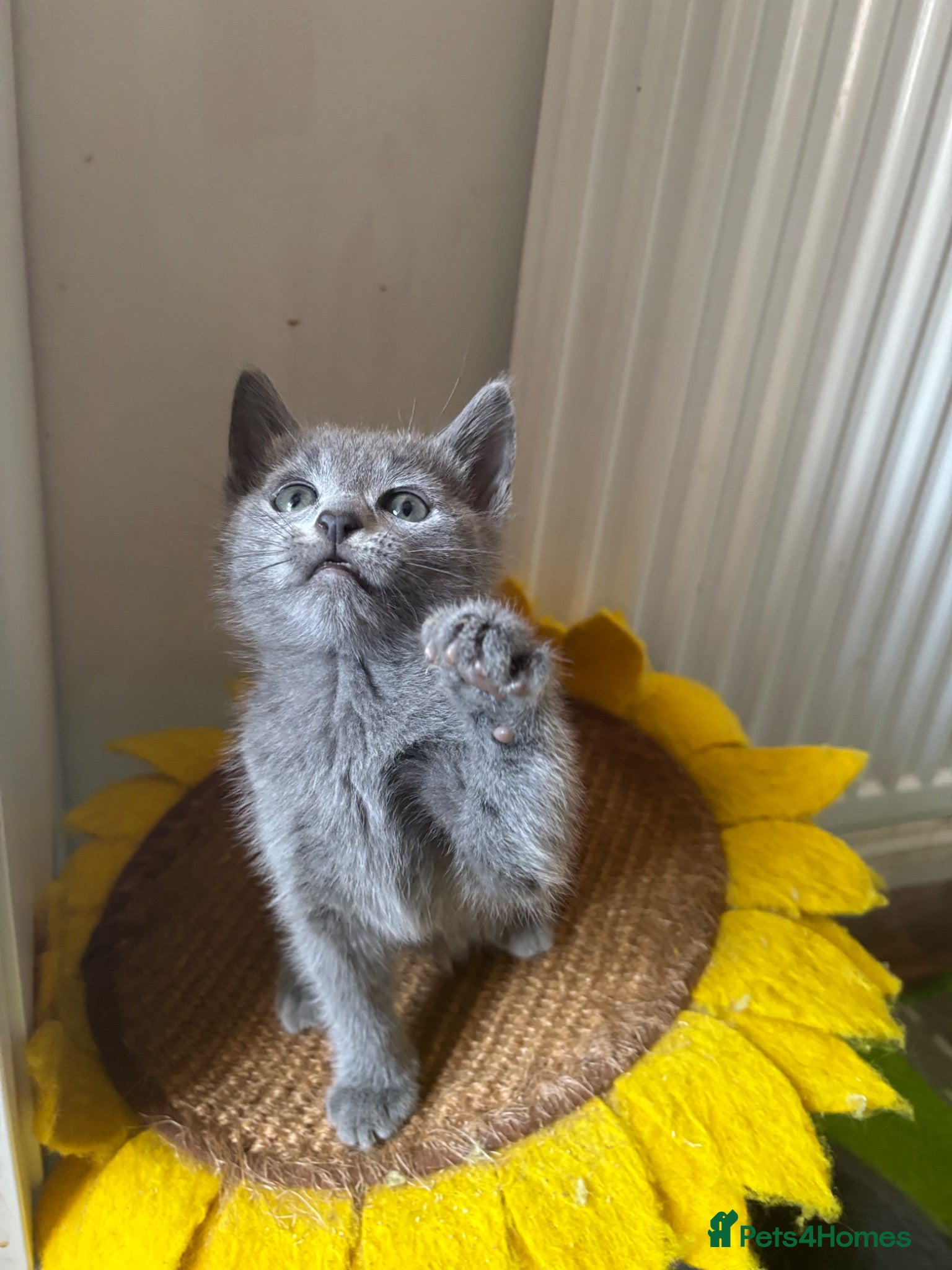 Russian Blue cats Top quality Instagram stars 🌟 Russian blue kitten - Advert 2