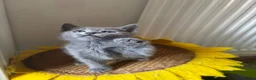 Russian Blue cats for sale: PURE PEDIGREE RUSSIAN BLUE KITTENS INSTAGRAM STARS - Advert 17