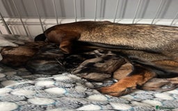 Dachshund dogs for sale: 5 dachshund puppies - Image 8