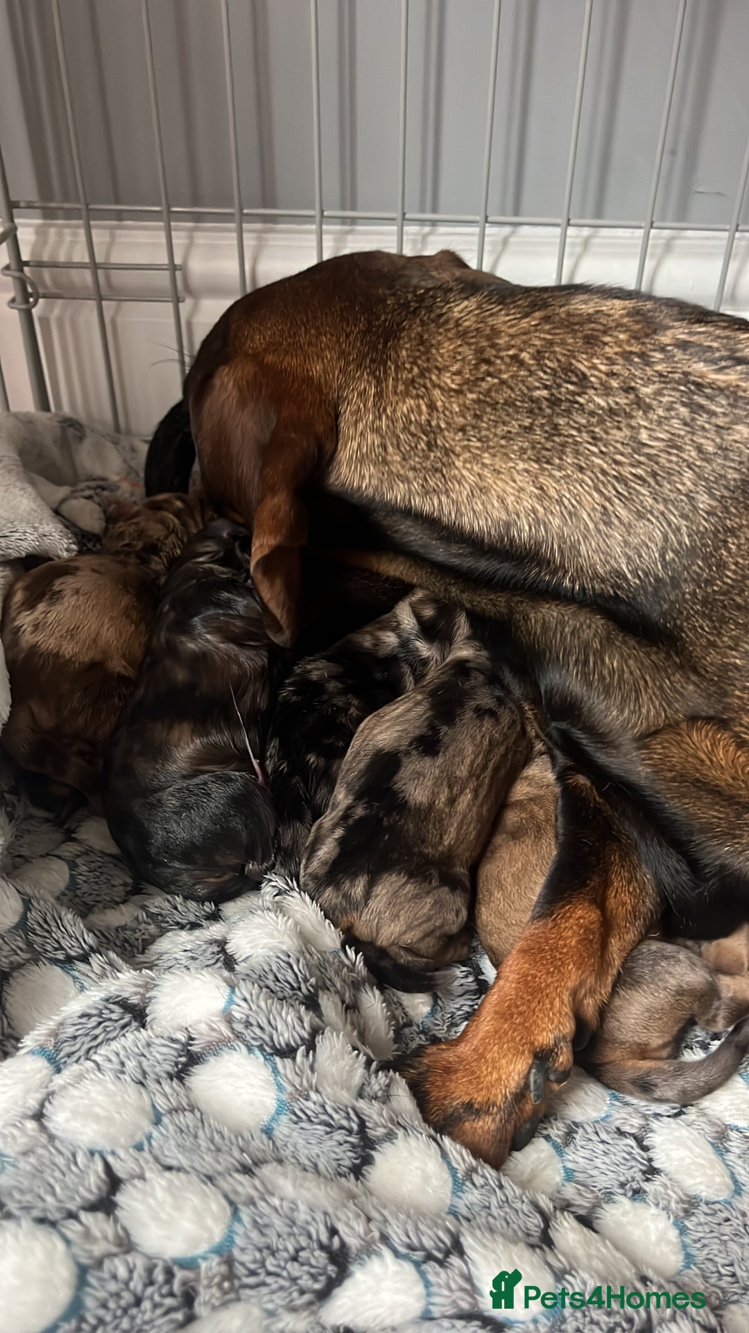 Dachshund dogs for sale: 5 dachshund puppies - Image 8