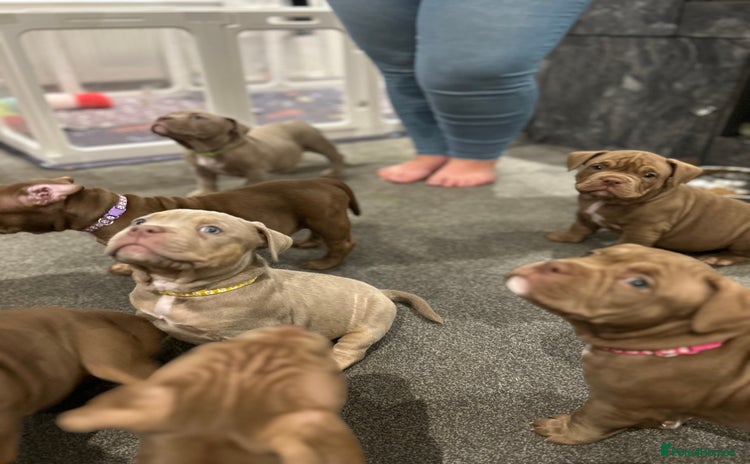American Bully dogs - Advert 9