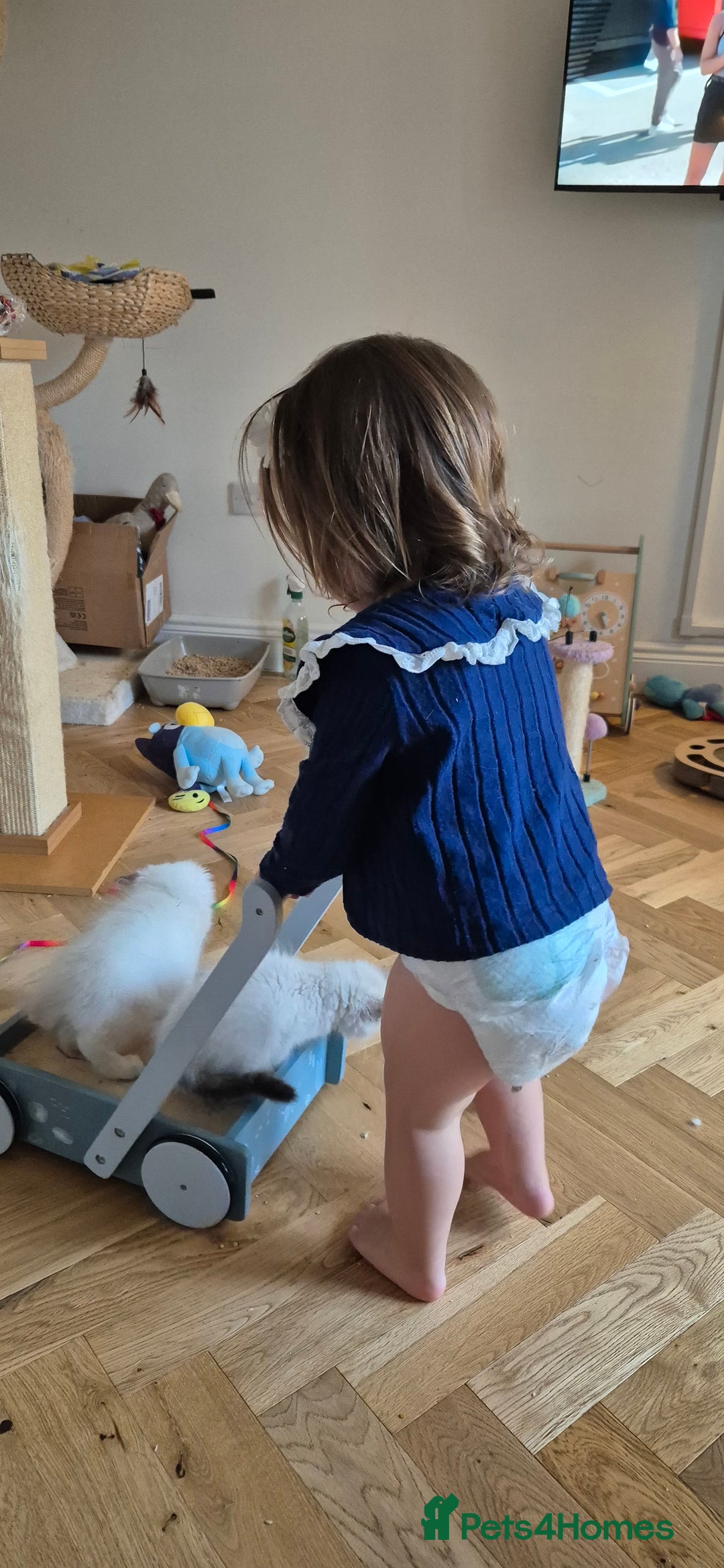 Ragdoll cats for sale: 4 Precious tica Ragdoll girls - Image 13