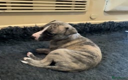 Whippet dogs for sale: Beautiful KC Whippet pups 5 boys - Image 14