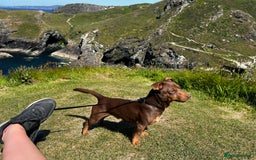 Jack Russell dogs for sale: Wenlock JRT Lilac Bitch (Last one left)  - Image 11