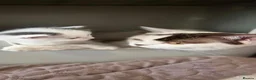 Munchkin cats for sale: Beautiful long legs Munchkin×BSH kittens  - Advert 8