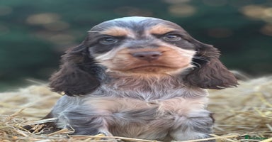 Cocker Spaniel dogs - Advert 5