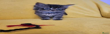 Mixed Breed Kitten 7