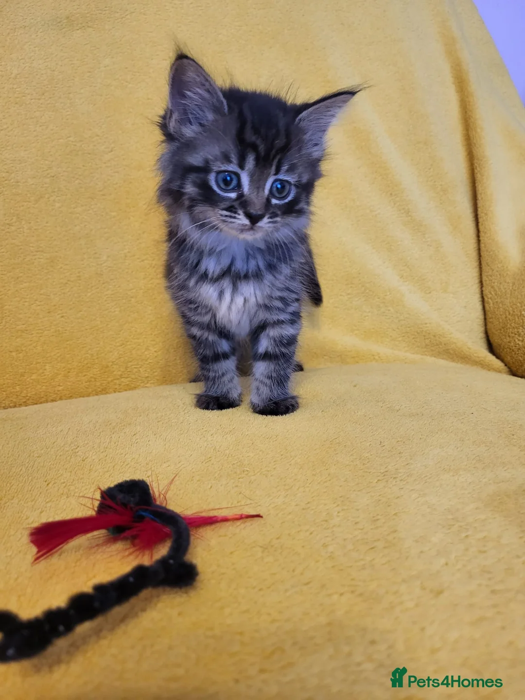 Mixed Breed cats for sale: Beautiful mixed-syberian-british kittens ready now in Andover - Advert 2