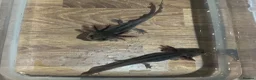 Axolotl reptiles for sale: Axolotl Jeuveniles  - Advert 5