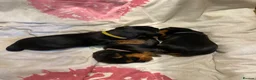 Yorkshire Terrier dogs for sale: 3 Beautiful Pure Breed Yorkshire Terrier puppies  - Advert 16