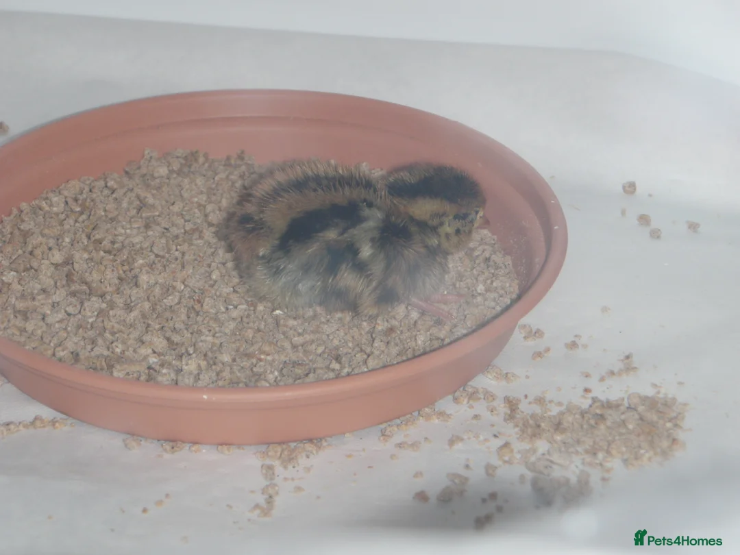 Quail poultry for sale: Japanese Quails - Advert 7