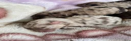 Cavapoo dogs for sale: Stunning Merle F1b cavapoo puppies for sale  - Advert 6