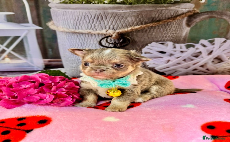Chihuahua dogs - Advert 3