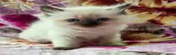 Ragdoll cats for sale: Stunning Ragdoll Kittens Looking for Forever Homes - Advert 14