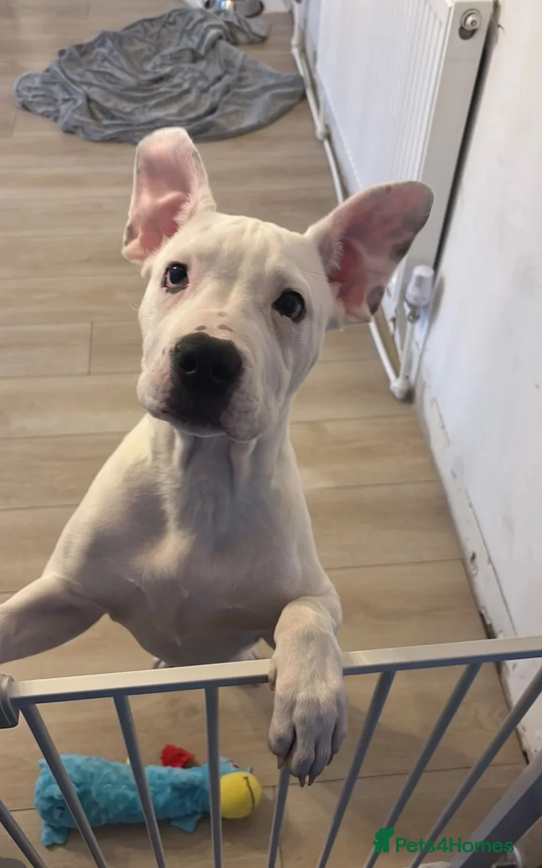 Mixed Breed dogs for sale: Staaff x American Bulldog - Advert 1