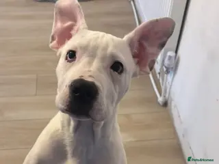 Mixed Breed dogs Staaff x American Bulldog - Advert 2