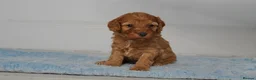 Cavapoo dogs for sale: Cute Cavapoo Puppies Looking for Forever Homes - Advert 36