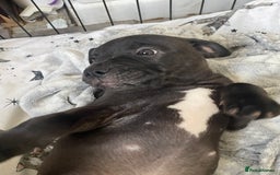 Staffordshire Bull Terrier dogs for sale: Sold  - Image 28