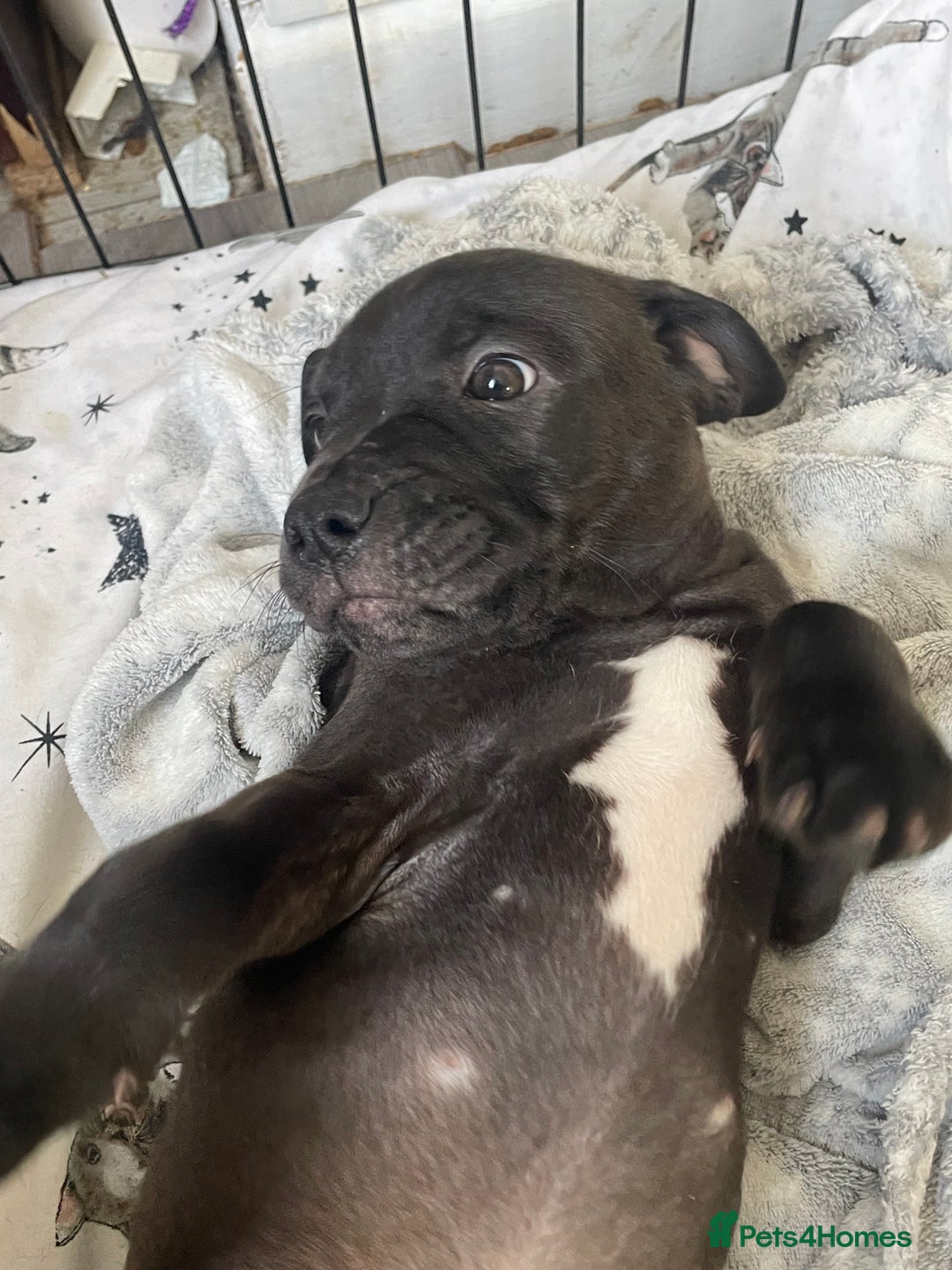 Staffordshire Bull Terrier dogs for sale: Sold  - Image 28