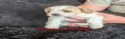 Cavachon dogs for sale: Cavachon puppies in Cleator Moor - Advert 5