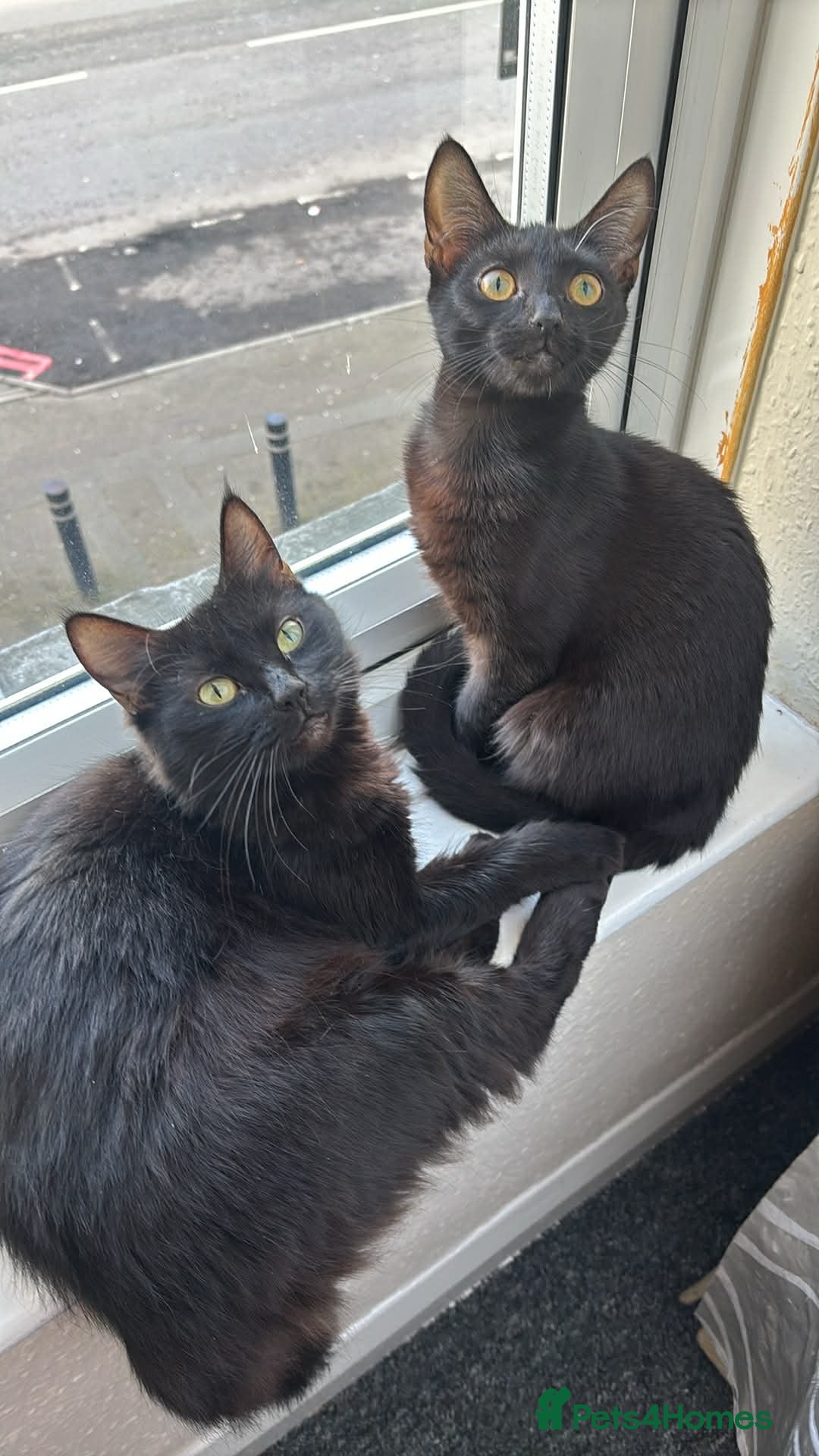 Mixed Breed cats British shorthair  - Advert 1