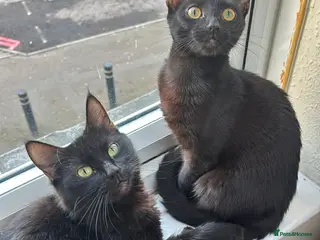 Mixed Breed cats British shorthair - Advert 1