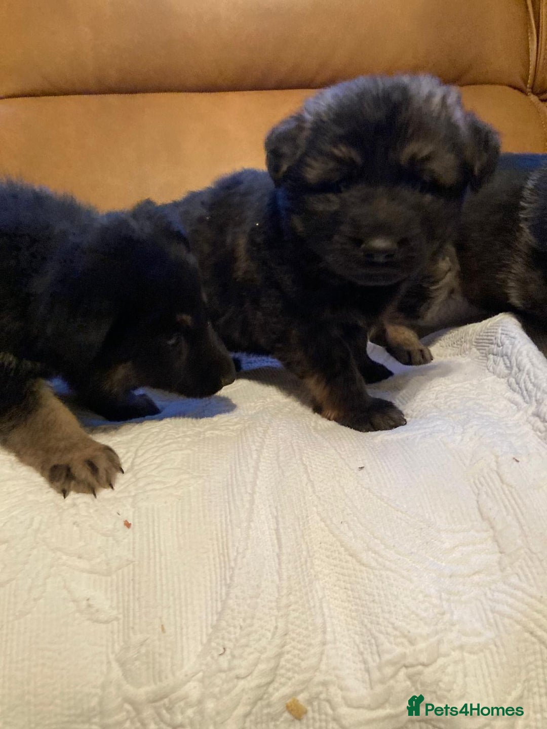 German Shepherd dogs for sale: Beautiful German shepherd Puppies - Advert 14