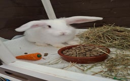 Mini Lop rabbits for sale: Mini lop rabbit - Image 1