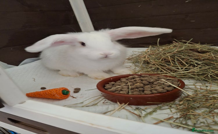 Mini Lop rabbits - Advert 3