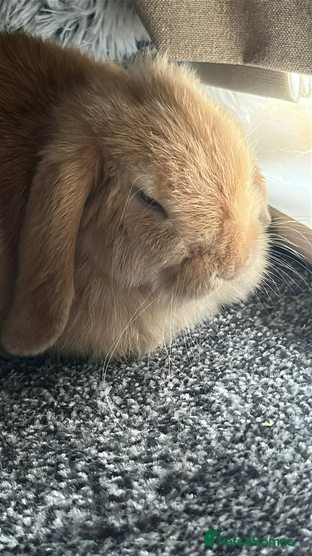 Mini Lop rabbits for sale: Adorable 7 month old Boy Mini Lop  - Advert 4