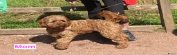 Cavapoochon dogs for sale: Beautiful Cavapoochon Puppies  - Advert 7