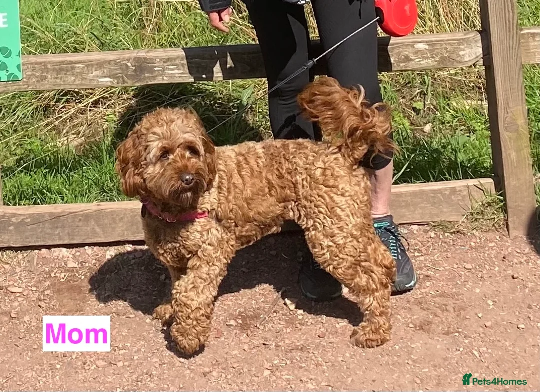 Cavapoochon dogs for sale: Beautiful Cavapoochon Puppies  - Advert 7