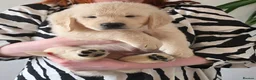 Golden Retriever dogs for sale: Last One! KC Golden Retriever Puppy Available - Advert 15