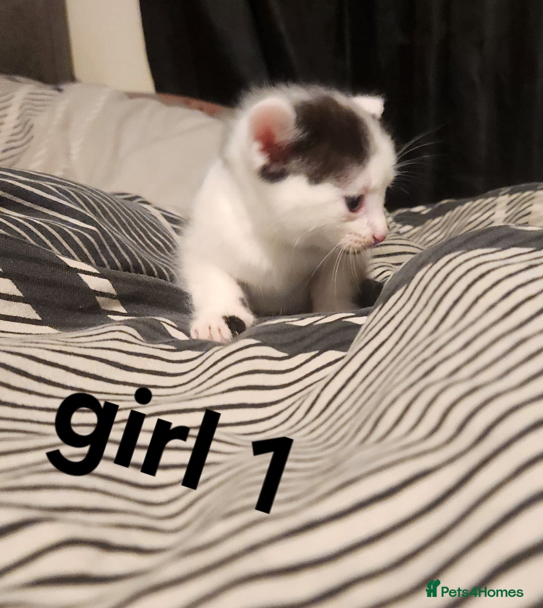 Mixed Breed cats for sale: Mixed bread kittens - Image 1