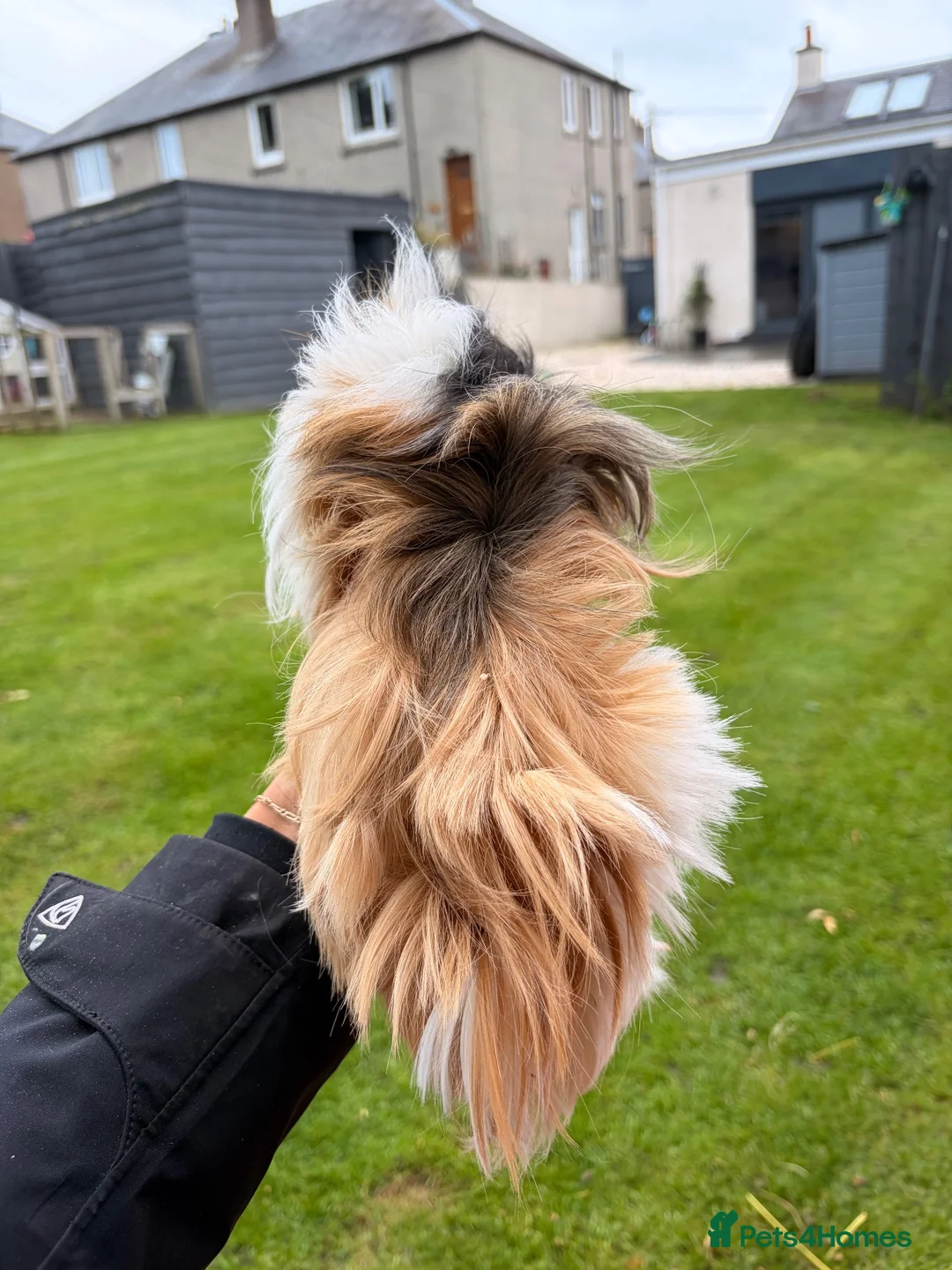 Guinea Pig rodents for sale: Female Guinea pigs  - Advert 2