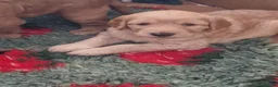Labradoodle dogs for sale: Beautiful Miniature Labradoodle Puppies F1b - Advert 3
