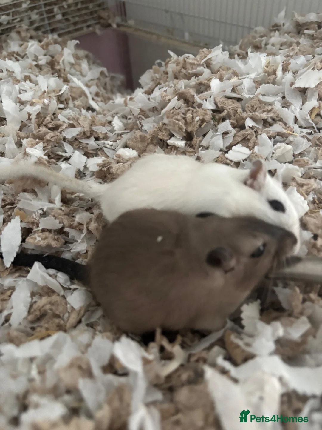 Gerbil rodents for sale: 5 month male gerbils for sale  - Advert 2