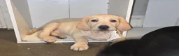 Mixed Breed dogs for sale: Lab Cross weimaraner  - Advert 11