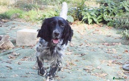 English Setter dogs for adoption: Kindra - Image 10