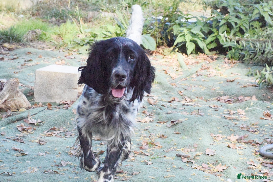 English Setter dogs for adoption: Kindra - Image 10