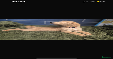 Labradoodle dogs Standard multigenerational f1bb labradoodles  - Advert 16