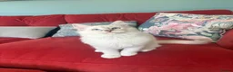 Ragdoll cats for sale: GCCF Mitted Lilac Lynx Active boy - Advert 12