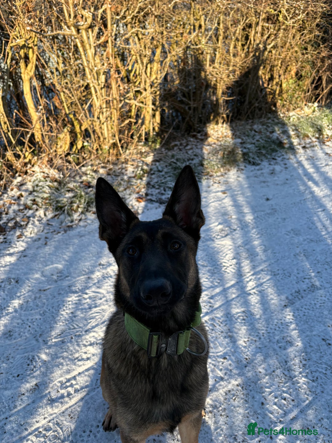 Belgian Shepherd Dog dogs for sale: Beautiful female mal - Advert 3